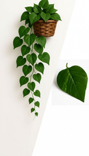 Arranjo Pendente Artificial Hera/Jiboia 100cm com Vaso Decorativo