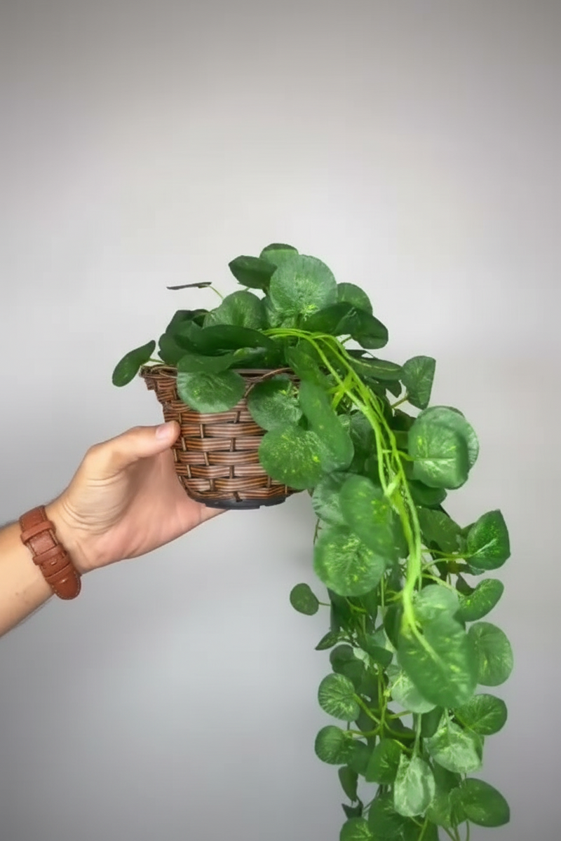 Arranjo Pendente 3 Cordões Hera/Jiboia no Vaso Decor